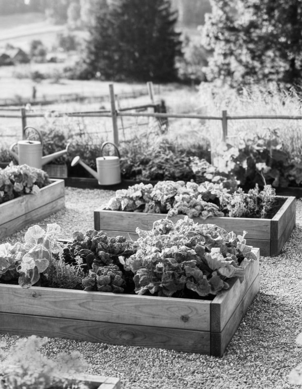 The Garden Box