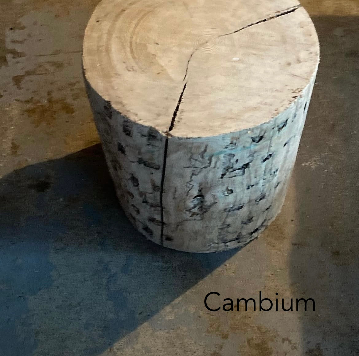 The Cambium Stool