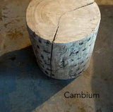 The Cambium Stool